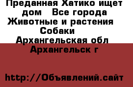 Преданная Хатико ищет дом - Все города Животные и растения » Собаки   . Архангельская обл.,Архангельск г.